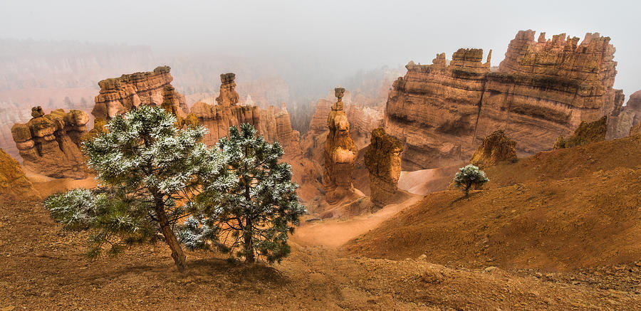 Tree Photograph - Bryce Canyon National Park by Larry Marshall