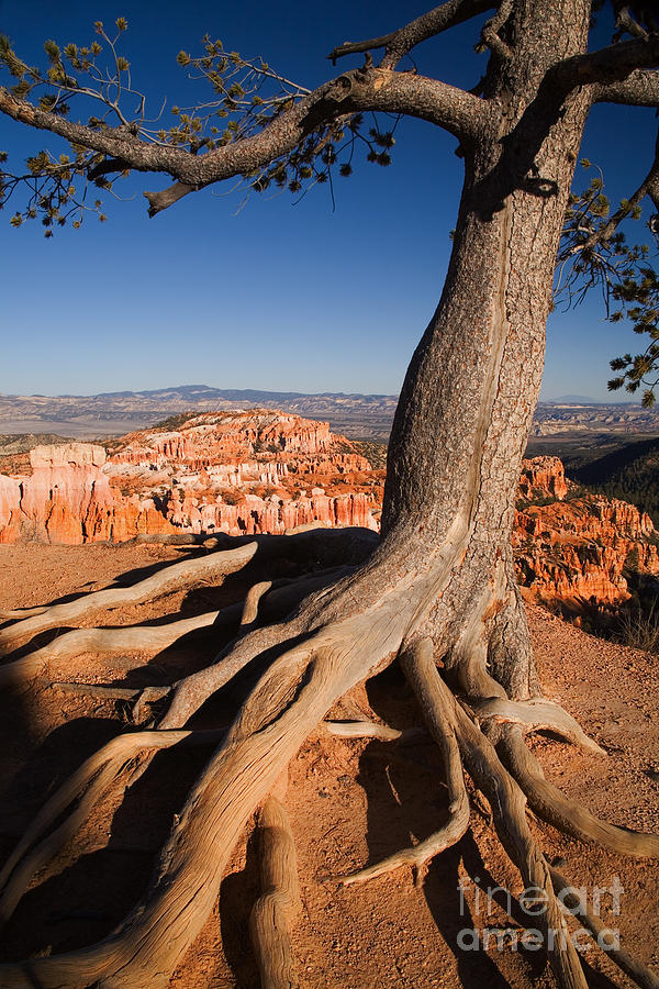 Bryce Canyon National Park, Ut Photograph by Sean Bagshaw