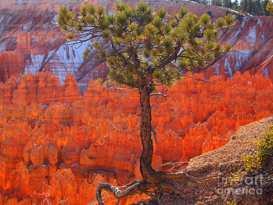 Bryce Canyon National Park Utah Photograph