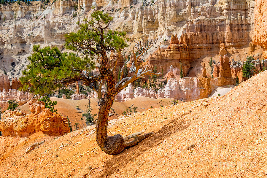 Bryce Canyon NP Photograph by Juergen Klust