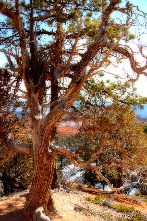 Canyon Bryce Photograph - Bryce Canyon Old Tree by Marti Green