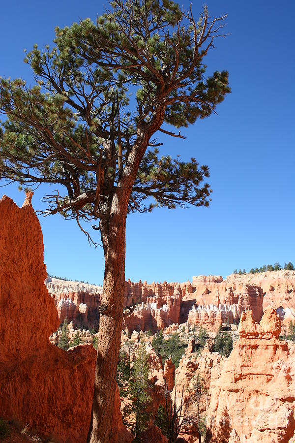 Bryce Canyon National Park Photograph - Bryce Canyon Pine by Christiane Schulze Art And Photography