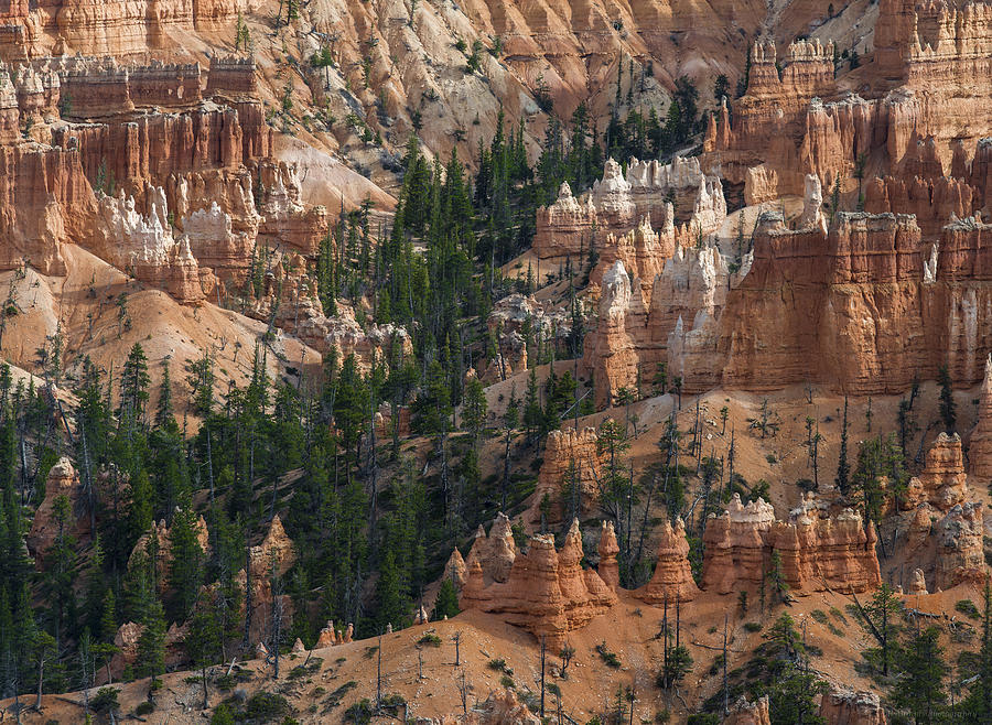 Bryce Canyon Resize Temp Image Photograph by Phil Abrams