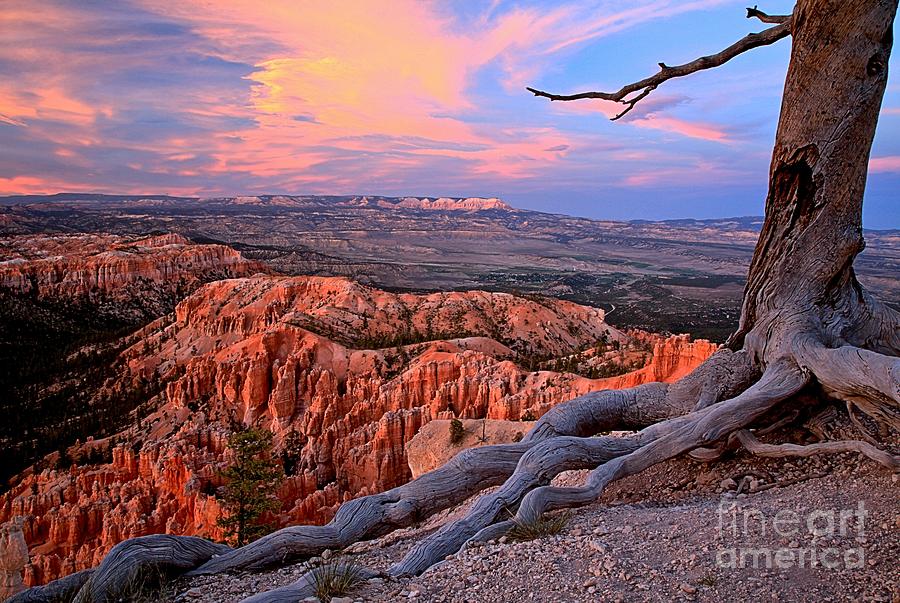 Bryce Canyon Roots Photograph by Adam Jewell