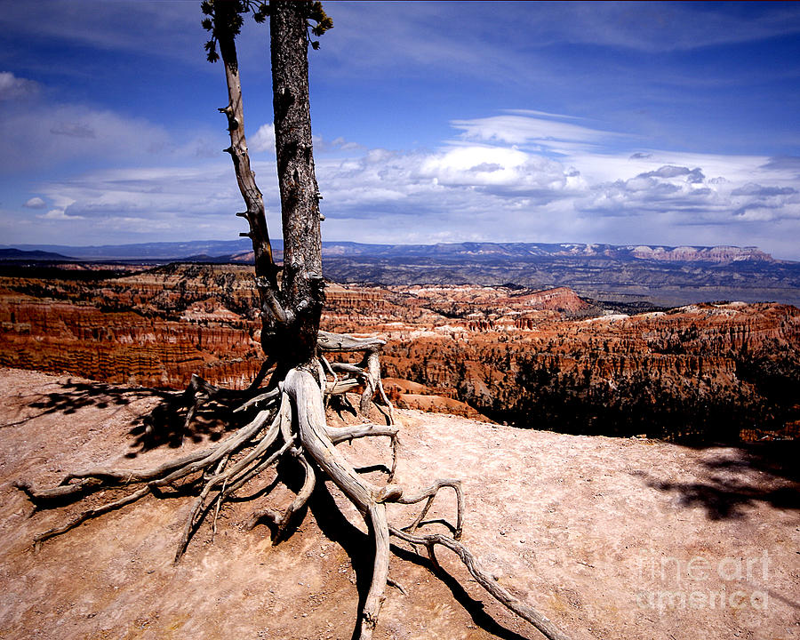 Gallery Photograph - Bryce Canyon State Park by Richard Smukler