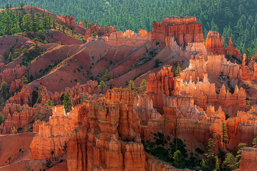 Bryce Canyon Sunrise Photograph by D Williams Photography