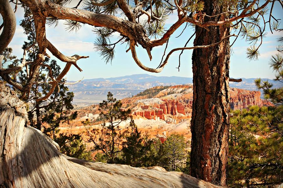 Bryce Canyon Through the Trees Photograph by Steve Natale