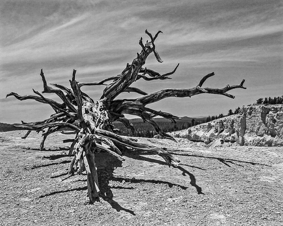 Bryce Canyon Tree Art Photograph by John Haldane