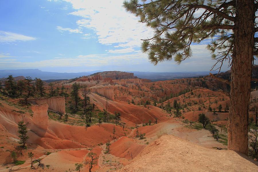 Bryce Canyon Tree With A View Photograph by Mo Barton - Fine Art America