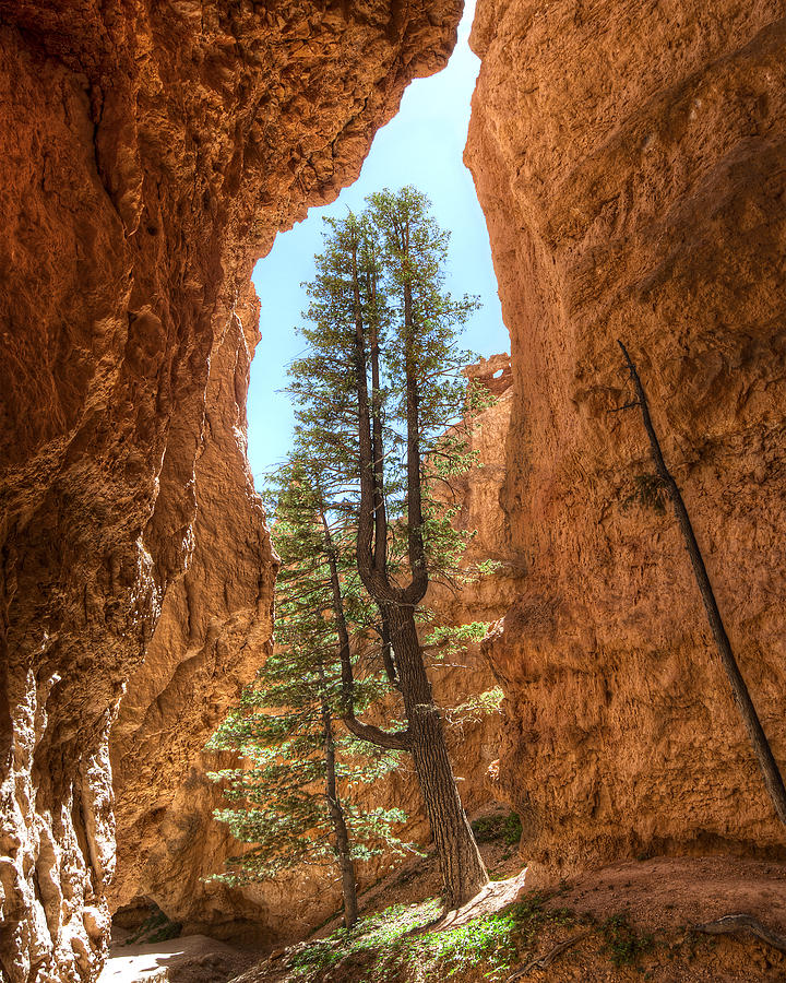 Bryce Canyon Trees Photograph by Tammy Wetzel