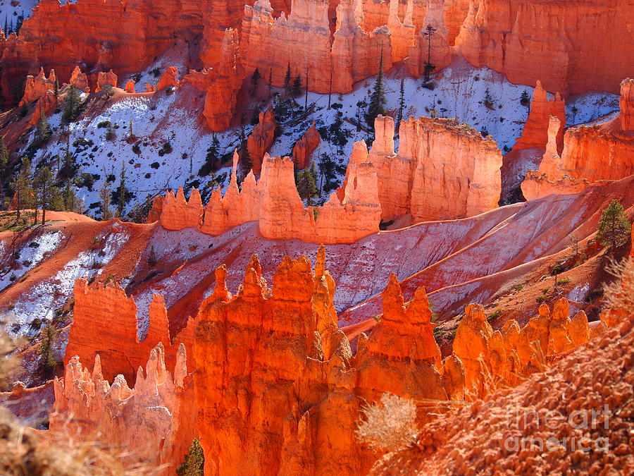 Bryce Canyon Utah Photograph by Jennifer Craft