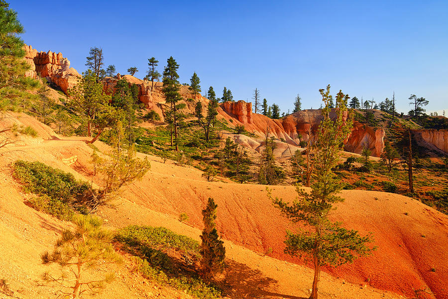 Bryce Canyon National Park Photograph - Bryce Delicate Landscape by Greg Norrell