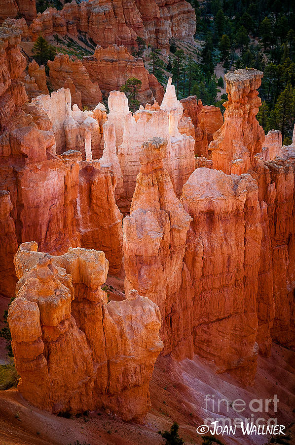 Bryce National Park Photograph - Bryce Hoodoos by Joan Wallner