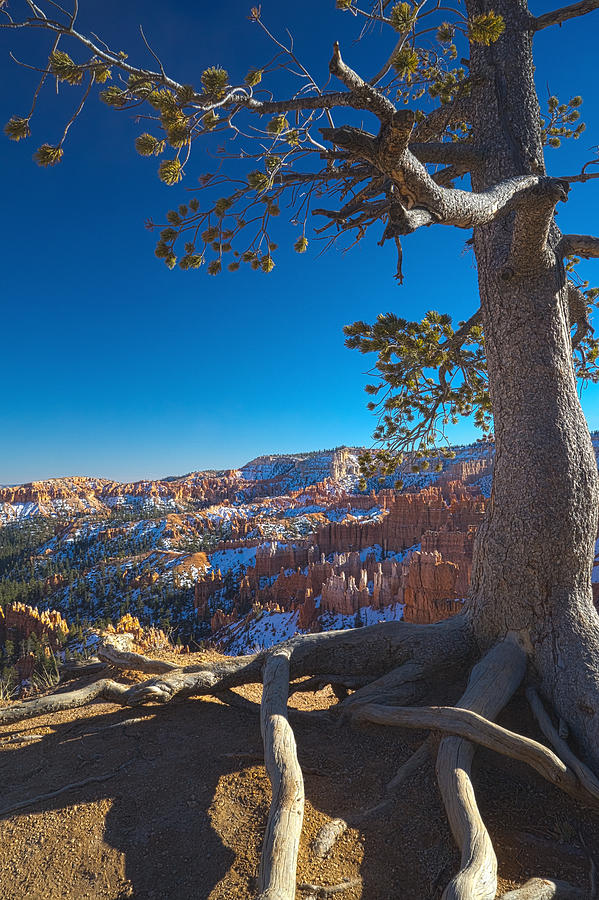 Tree Photograph - Bryce Pine by Tayne Hunsaker