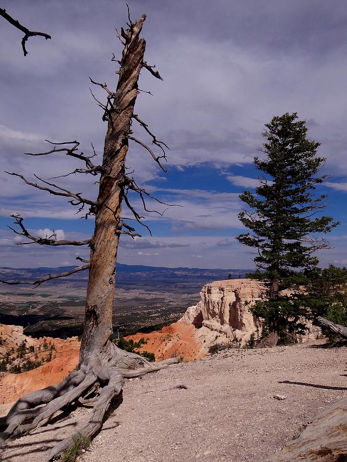 Bryce Trees Photograph by Keith Stokes