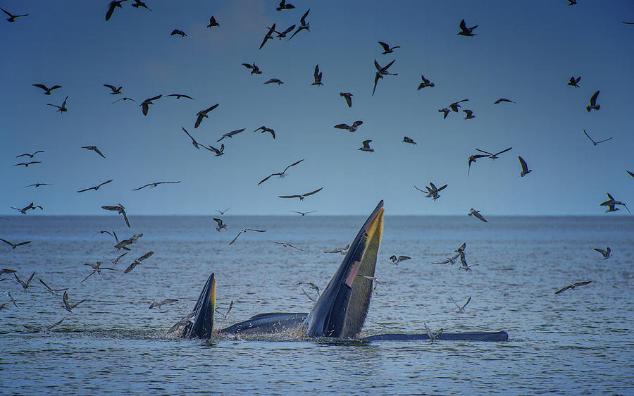 Bryde Whales Mother & Calf Photograph by Peerakit Jirachetthakun