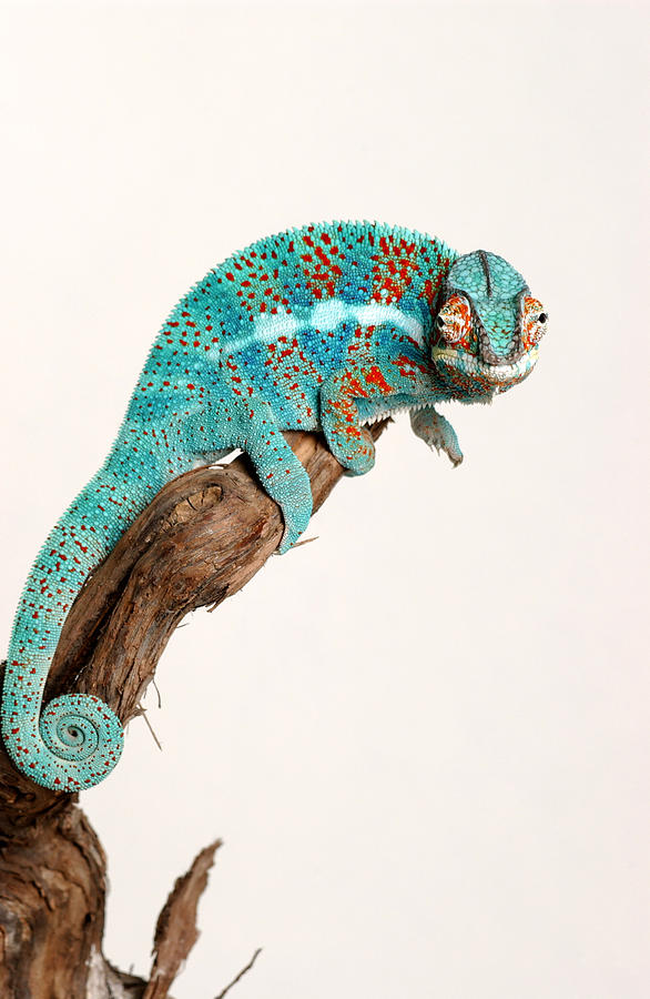 B.summers Panther Chameleon Photograph by Brian Summers - Fine Art America