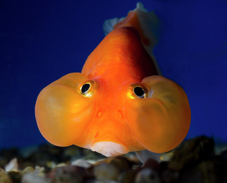 Fish Photograph - Bubble Eye Goldfish by Nigel Downer
