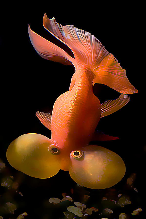 Bubble Eye Goldfish Photograph by Wernher Krutein