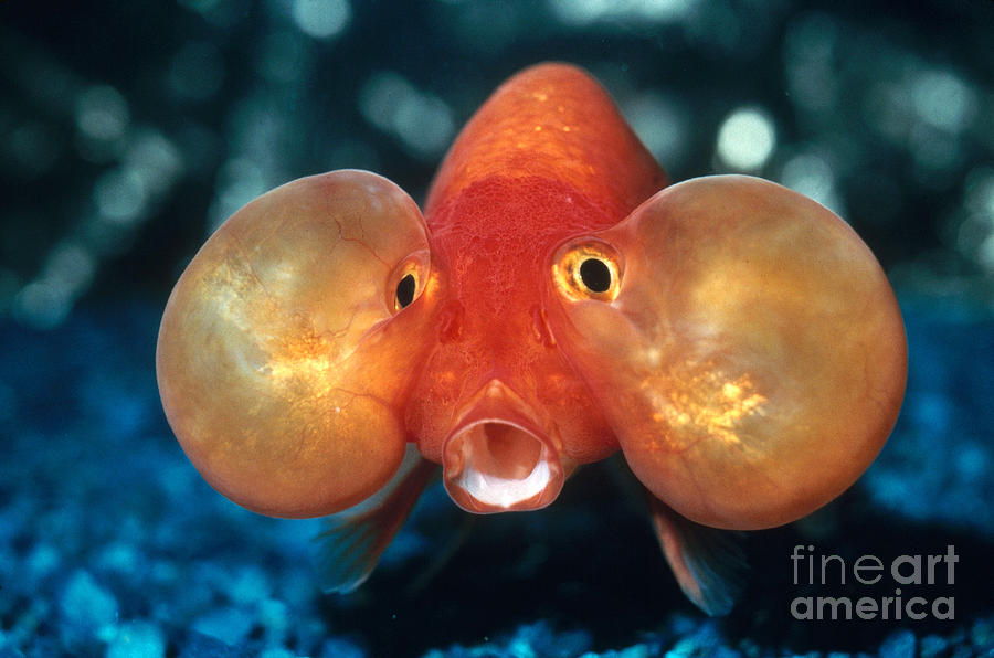 Bubble Eyed Goldfish Photograph by Tom Myers