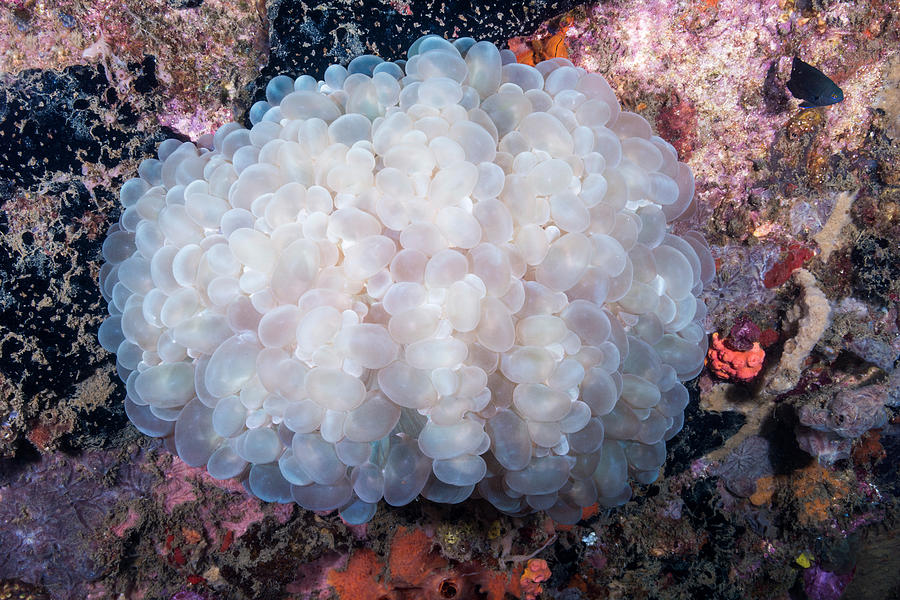 Bubble Grape Coral Photograph by Andrew J. Martinez