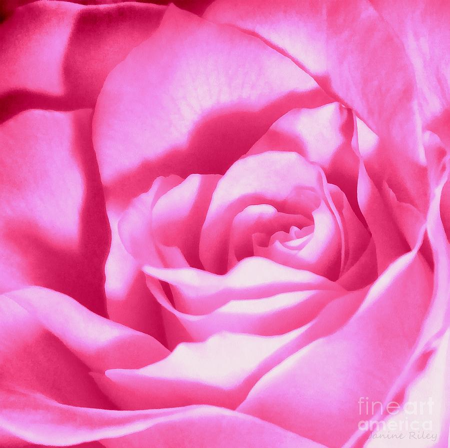 Bubble Gum Pink Rose Photograph by Janine Riley