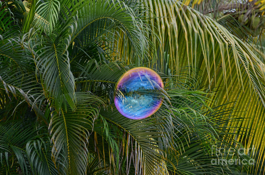Bubble In The Palms Photograph by Judy Wolinsky