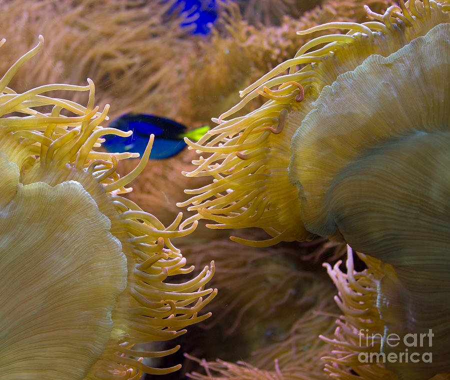 Bubble Sea Anemone Photograph by Steven Parker