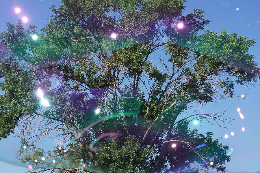 Bubble Tree Photograph by Ernest Echols