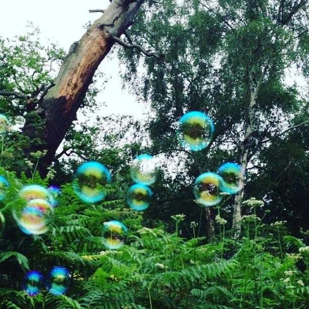 Bubble Woods Photograph by Urbane Alien