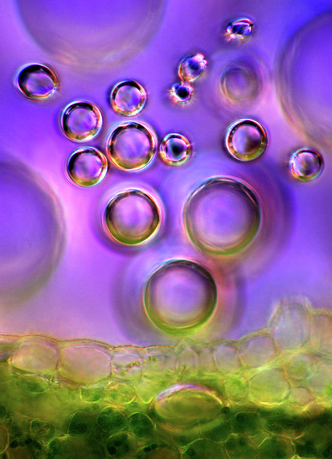 Bubbles And Plant Tissue Photograph by Marek Mis/science Photo Library