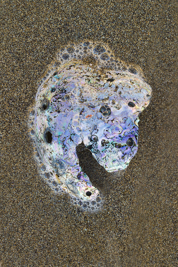 Bubbles Around Abalone Shell On Ocean Photograph by John Shaw