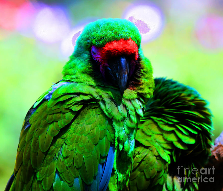 Parrot Photograph - Bubbles  by Tap On Photo