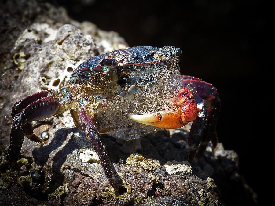 Bubbles the Crab Photograph by Ernest Echols