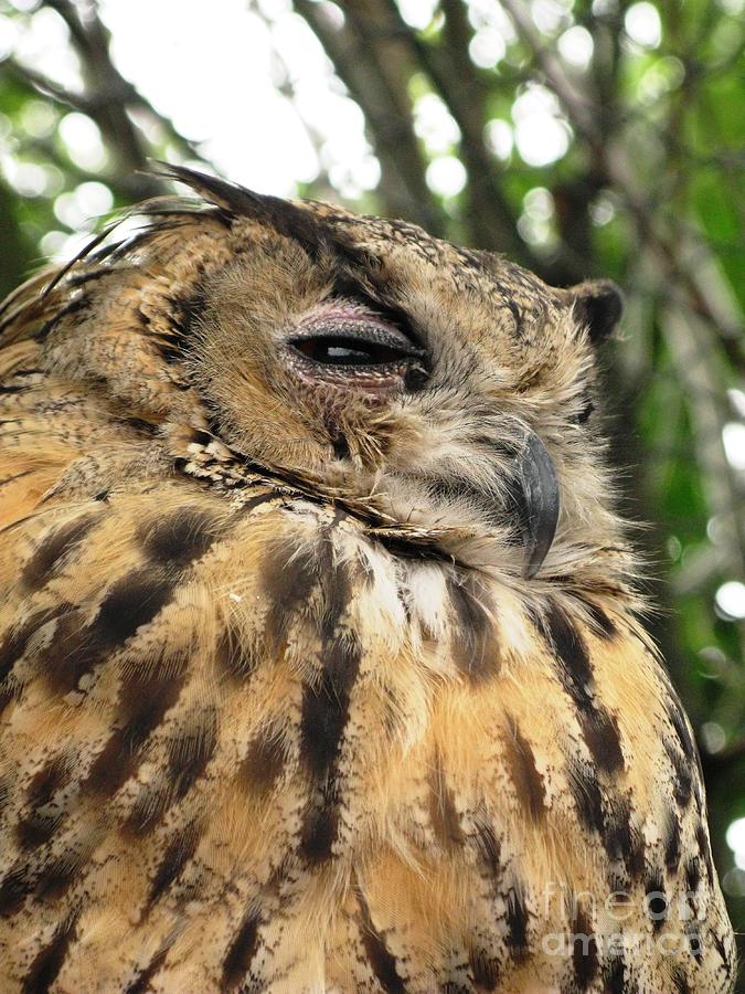 Feather Photograph - Bubo Bubo Nap- Eurasian Eagle Owl Nap by Ausra Huntington nee Paulauskaite