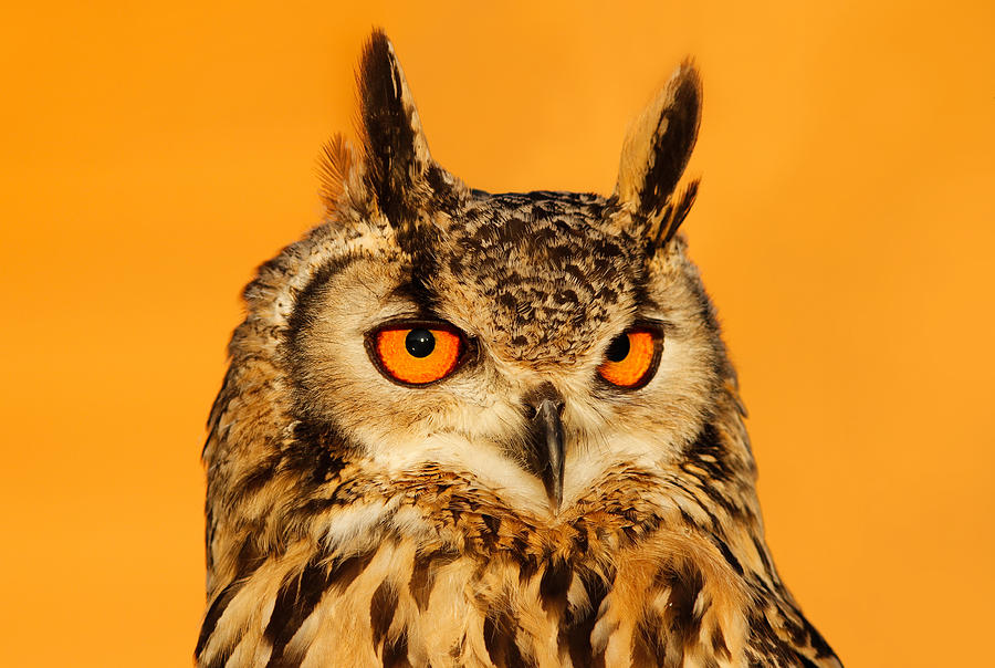 Owl Photograph - Bubo Bubo by Roeselien Raimond