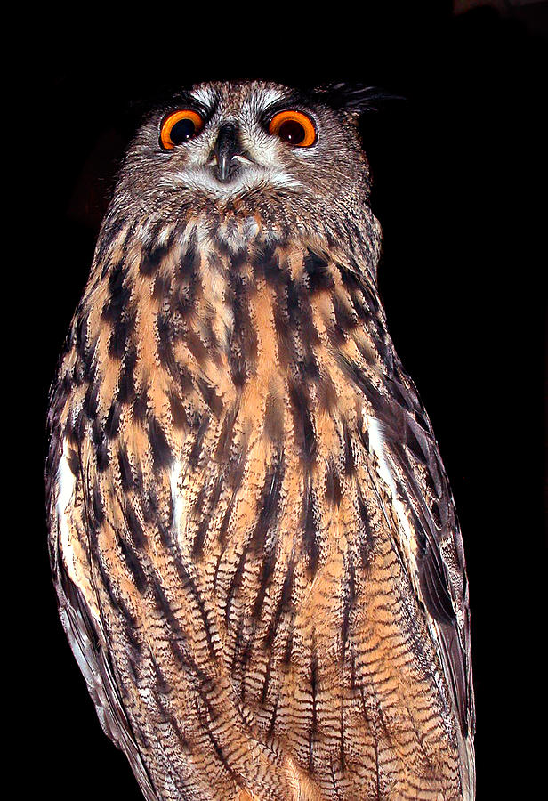 Bubo looks down Photograph by Jean Noren
