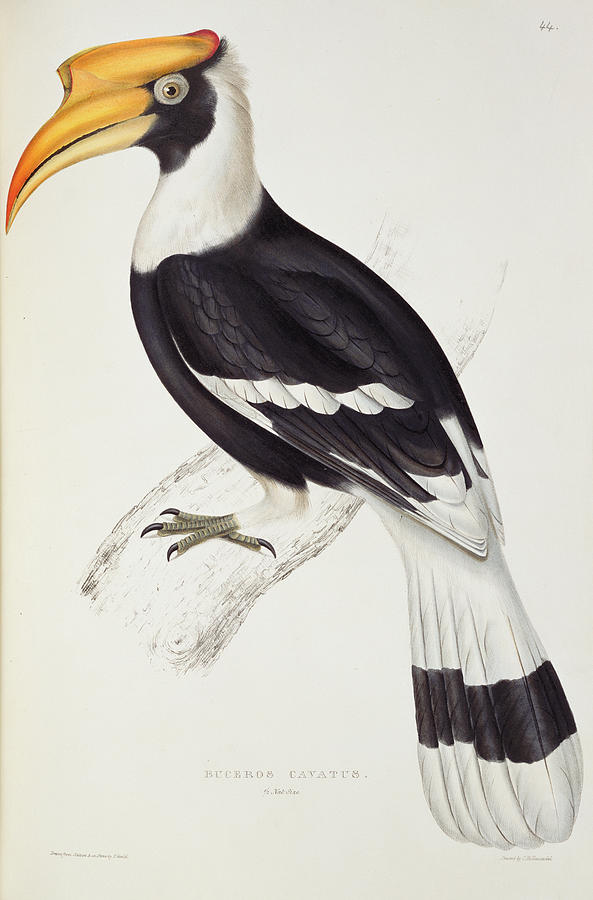 John Gould Painting - Great hornbill by John Gould