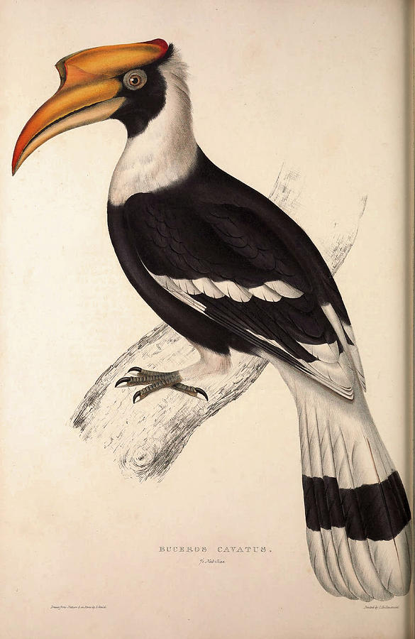 Hornbill art print – Hansby Design