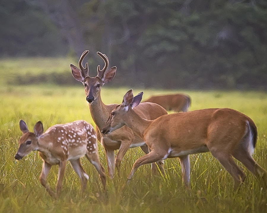 Buck and Doe and Fawn at Sunset Photograph by Michael Dougherty
