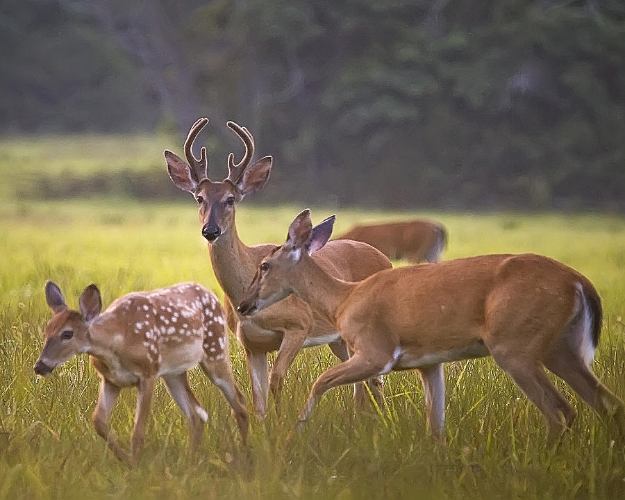 Buck And Doe And Fawn At Sunset Photograph By Michael Dougherty 