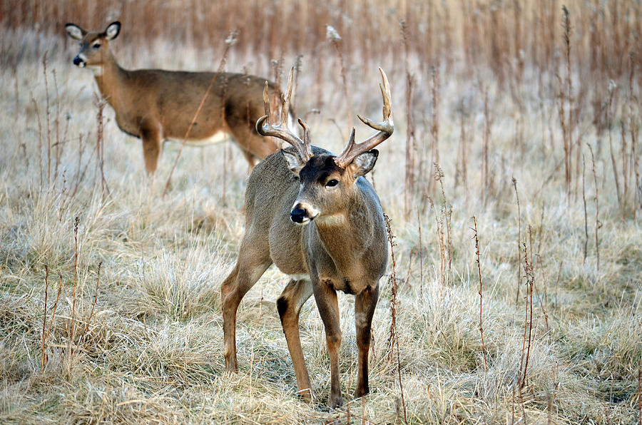 Buck and Fawn  Photograph by Steve Tracy
