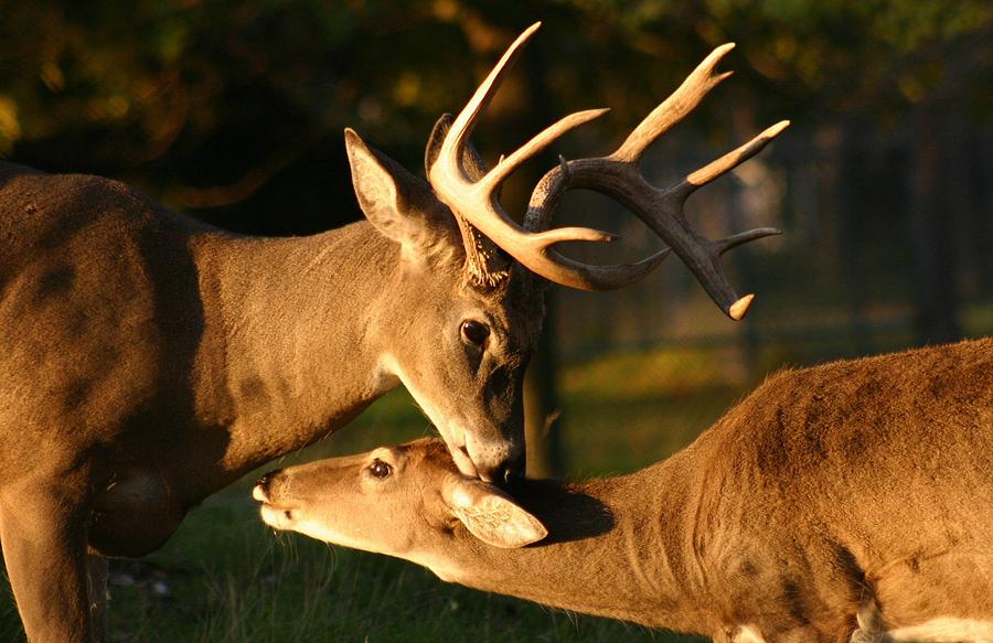 Buck and Friend Photograph by John Dart