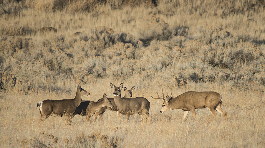 Deer Photograph - Buck and His Harem by Loree Johnson