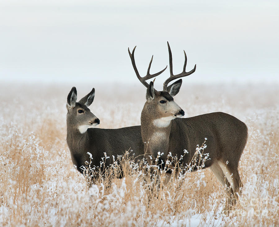 Buck and his Lady Photograph by Shannon Carson