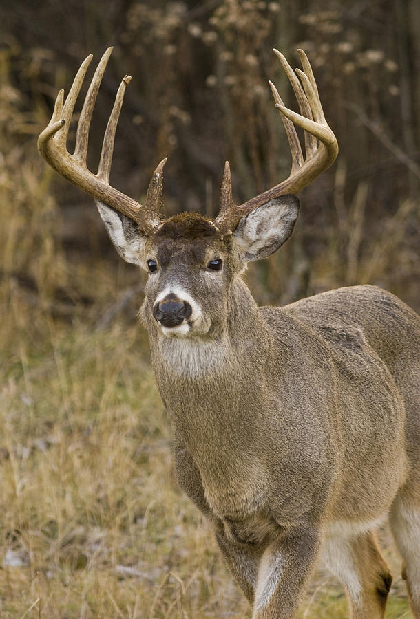 Buck Approaching Photograph by Larry Bohlin