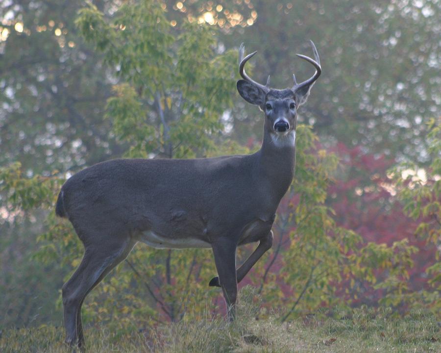 Buck at Dawn Photograph by John Dart