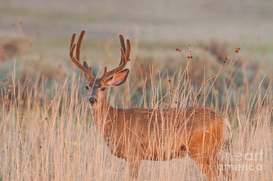 Wildlife Photograph - Buck at First Light by Dennis Hammer