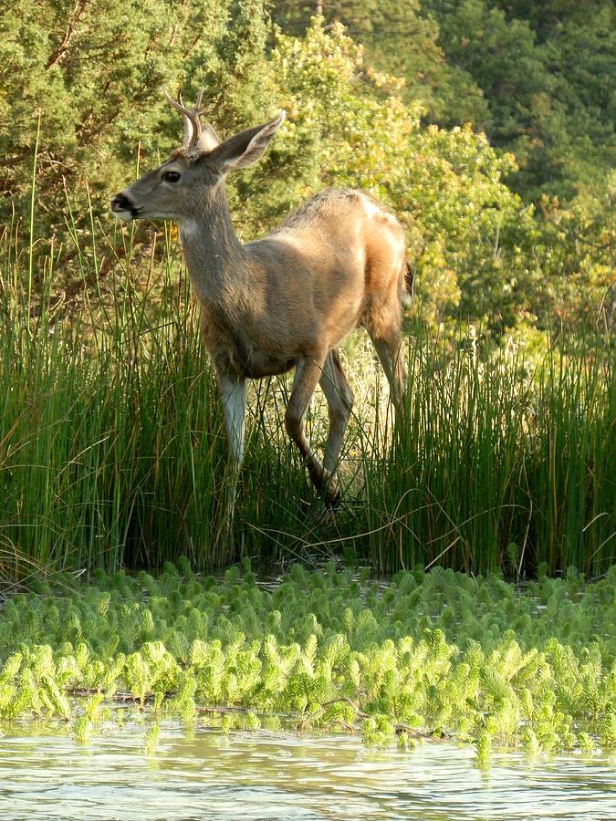 Buck at Pond  Photograph by William McCoy