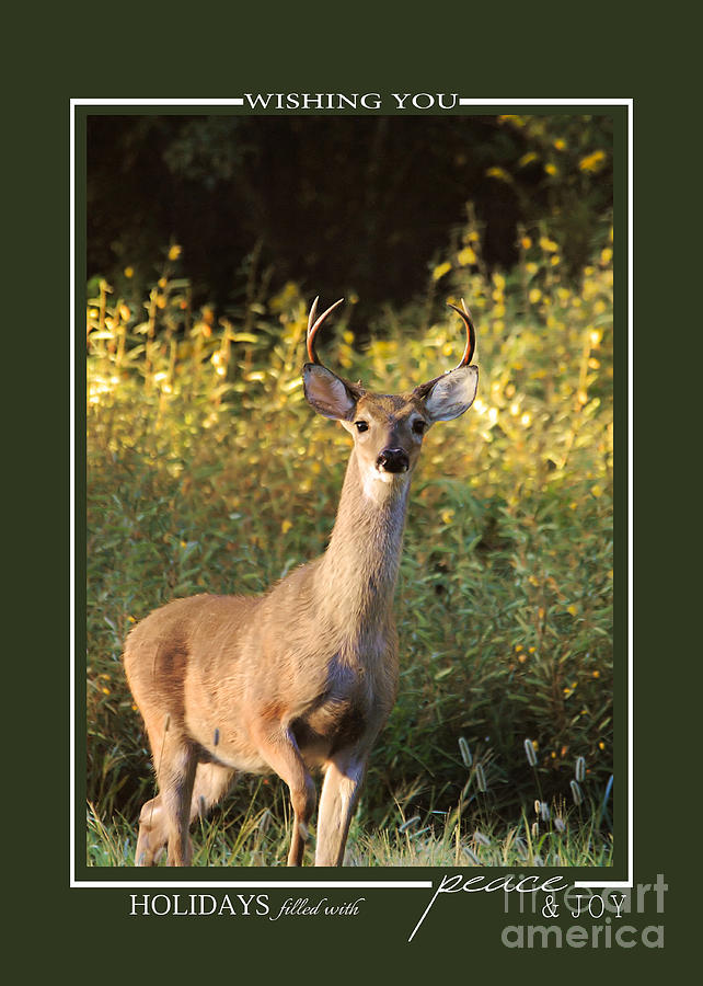 Buck at Sunrise Deer Christmas Cards Photograph by Jai Johnson